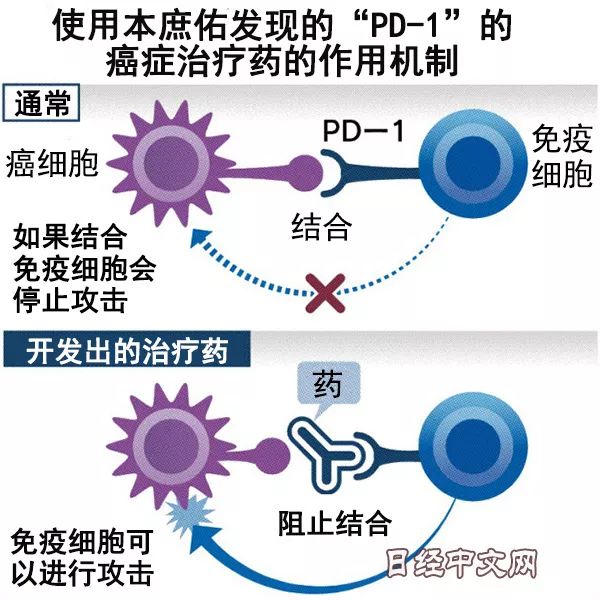 日本精密体检